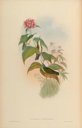 Cyanomyia cyanocephala